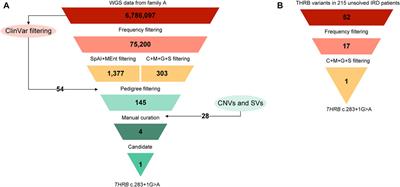 Expanding the phenotype of THRB: a range of macular dystrophies as the major clinical manifestations in patients with a dominant splicing variant